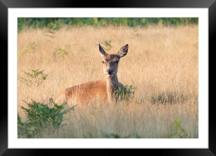 A Deer Looking  Framed Mounted Print by Clive Eariss