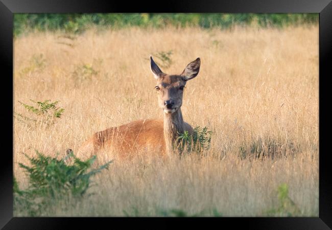 A Deer Looking  Framed Print by Clive Eariss