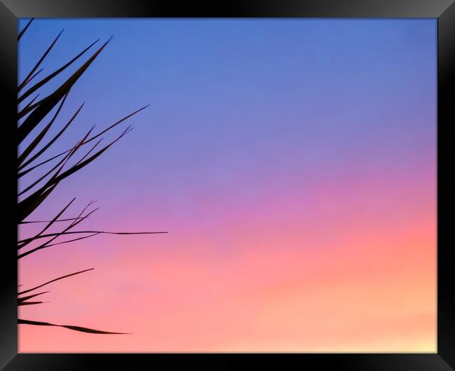 Romantic Sunset Palms Framed Print by Beryl Curran