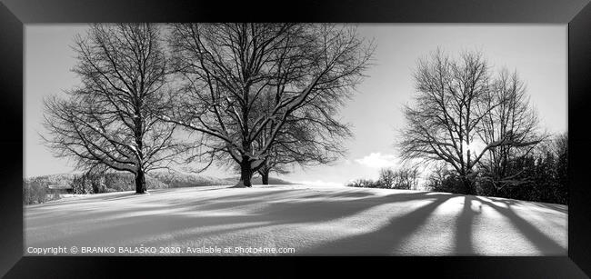 Trees with snow Framed Print by BRANKO BALAŠKO