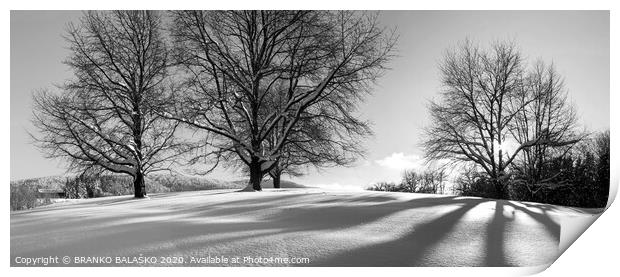 Trees with snow Print by BRANKO BALAŠKO