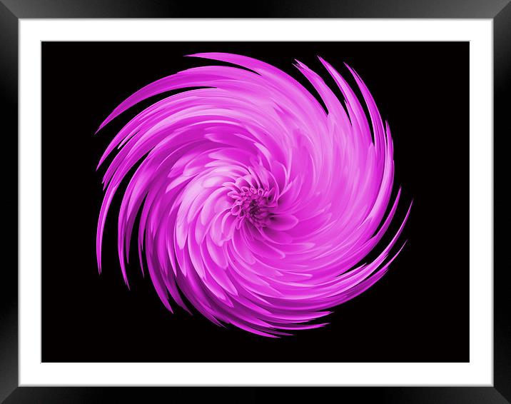 Pink Flower Swirl Framed Mounted Print by kelly Draper