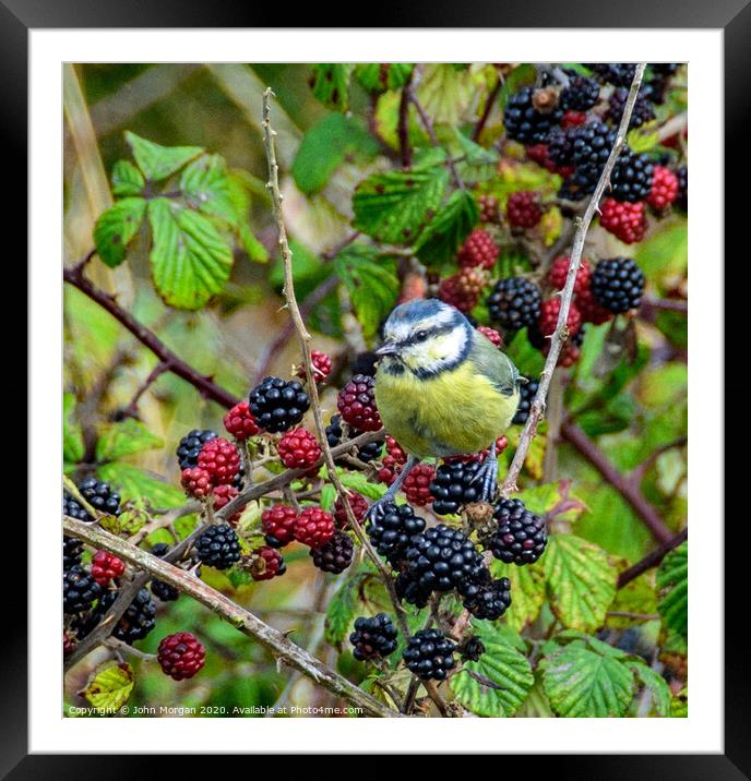 A Blue Tit perched on a Blackberry bush whilst fee Framed Mounted Print by John Morgan