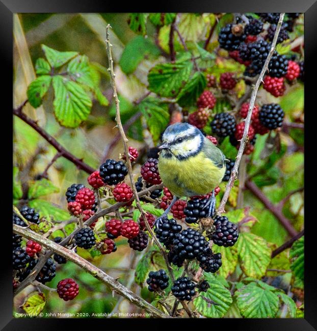 A Blue Tit perched on a Blackberry bush whilst fee Framed Print by John Morgan