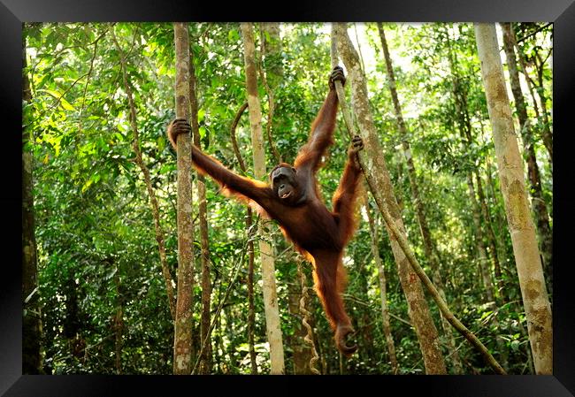 a Urang utang animal standing between green trees  in a forest Framed Print by Alessandro Della Torre