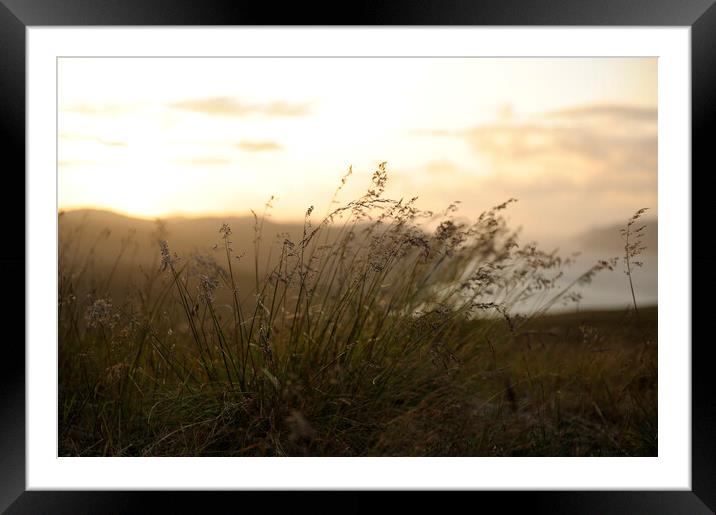 sunset red at north cape, norway in front of grass nature at seaside Framed Mounted Print by Alessandro Della Torre
