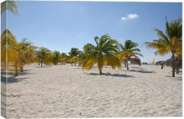 A group of palm trees on a sandy beach on the shores of cayo largo, cuba Canvas Print by Alessandro Della Torre