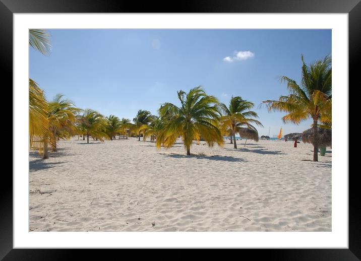 A group of palm trees on a sandy beach on the shores of cayo largo, cuba Framed Mounted Print by Alessandro Della Torre