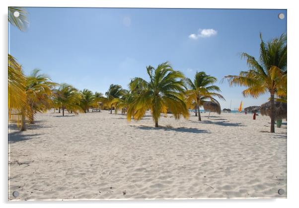 A group of palm trees on a sandy beach on the shores of cayo largo, cuba Acrylic by Alessandro Della Torre