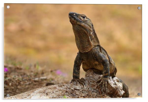 Alert Iguana on rocks in Costa Rica Acrylic by Simon Marlow