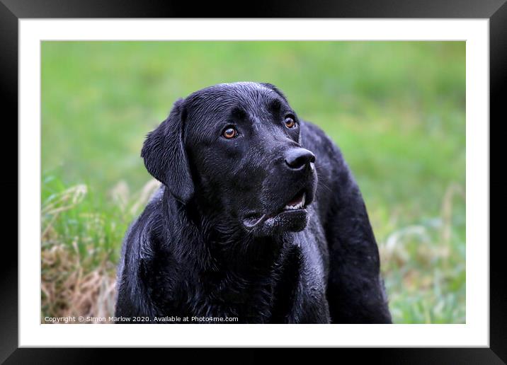 Beautiful portrait of a Black Labrador Framed Mounted Print by Simon Marlow