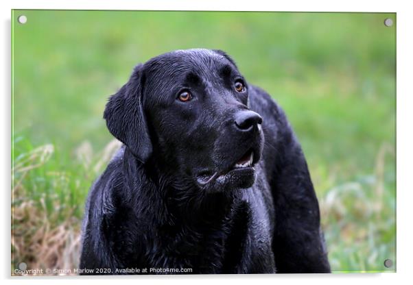 Beautiful portrait of a Black Labrador Acrylic by Simon Marlow