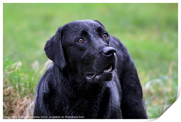 Beautiful portrait of a Black Labrador Print by Simon Marlow