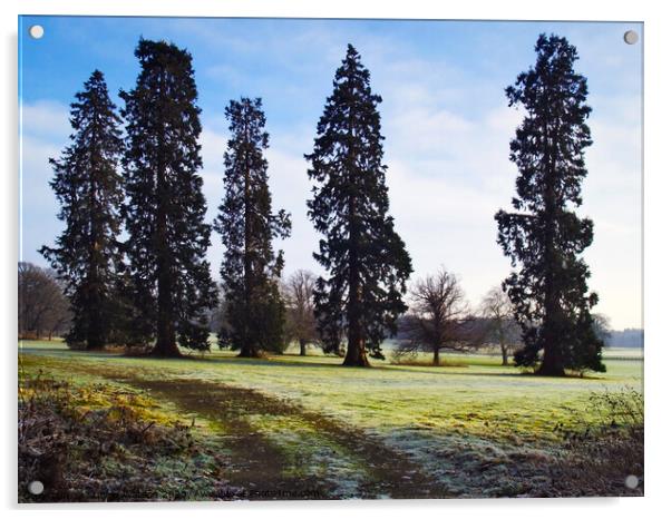 Harewood Cedars Acrylic by Steven Watson