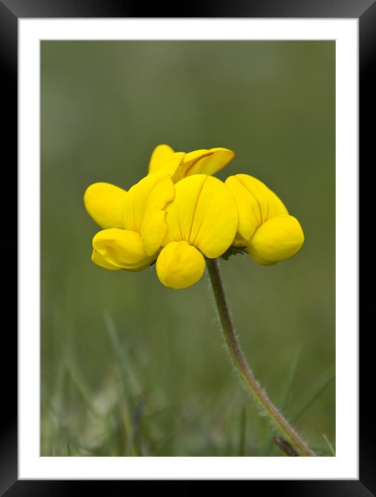 Horseshoe Vetch Framed Mounted Print by David French