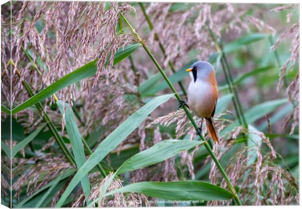 Bearded tit in reeds Canvas Print by Paul Collis