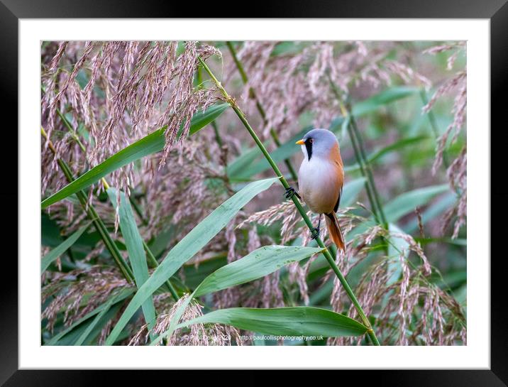 Bearded tit in reeds Framed Mounted Print by Paul Collis