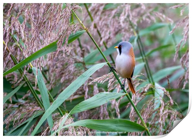 Bearded tit in reeds Print by Paul Collis