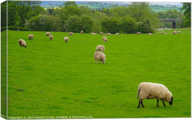 Sheep Grazing Canvas Print by Jane Metters