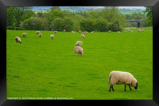 Sheep Grazing Framed Print by Jane Metters