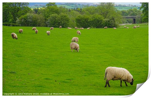 Sheep Grazing Print by Jane Metters