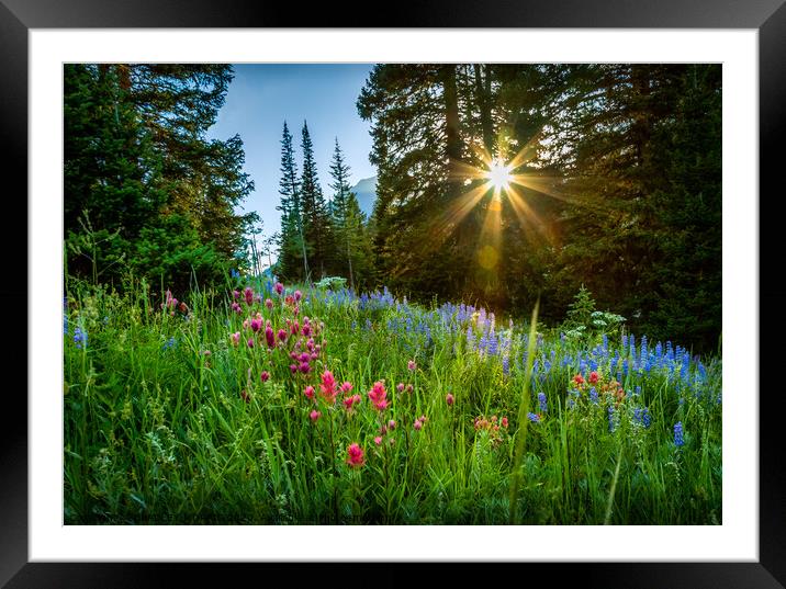 Mountain Wild Flowers at Sunset Framed Mounted Print by BRADLEY MORRIS