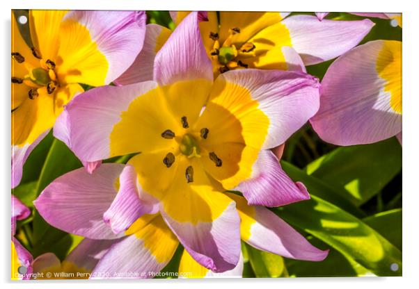 Pink Yellow Tarda Tulips Blooming Macro Acrylic by William Perry