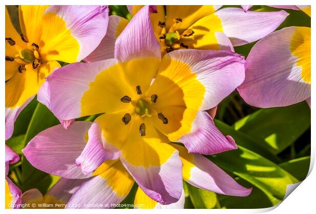 Pink Yellow Tarda Tulips Blooming Macro Print by William Perry
