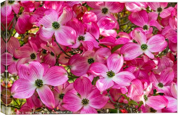 Red Flowering Dogwood Tree Blooming  Canvas Print by William Perry