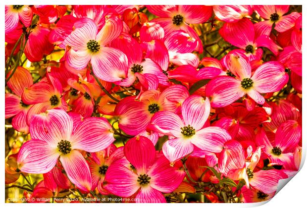 Red Flowering Dogwood Tree Blooming  Print by William Perry