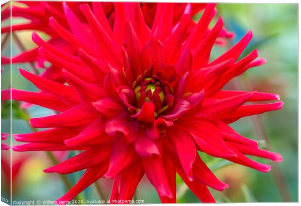 Red Pygmy Dahlia Blooming Macro Canvas Print by William Perry