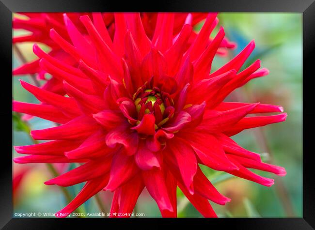 Red Pygmy Dahlia Blooming Macro Framed Print by William Perry