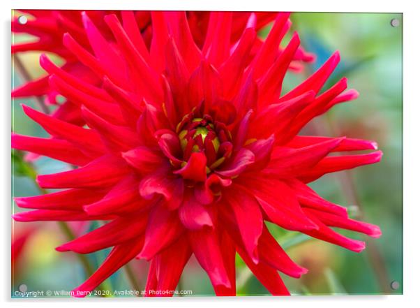 Red Pygmy Dahlia Blooming Macro Acrylic by William Perry