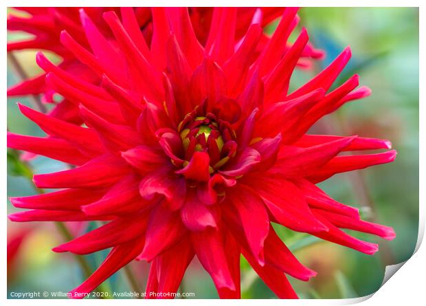 Red Pygmy Dahlia Blooming Macro Print by William Perry