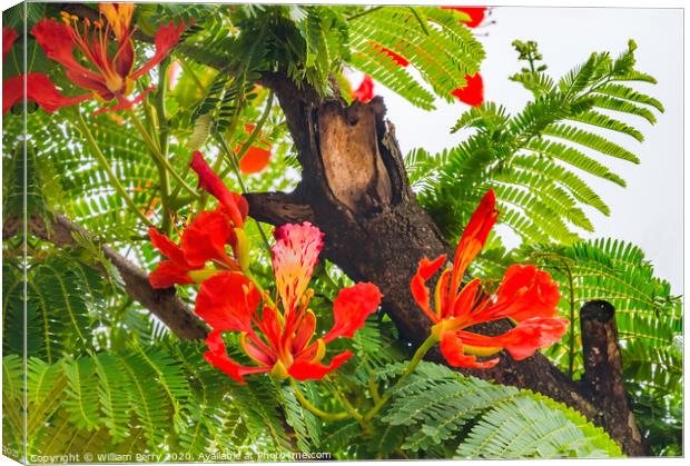 Red Orange Tropical Flame Tree Flowers Easter Isla Canvas Print by William Perry