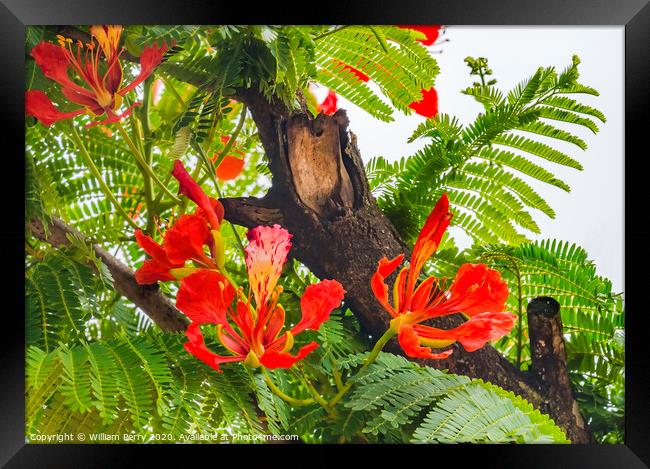 Red Orange Tropical Flame Tree Flowers Easter Isla Framed Print by William Perry