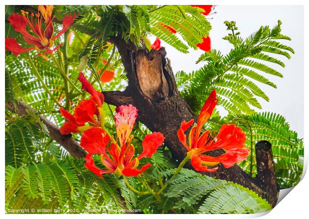 Red Orange Tropical Flame Tree Flowers Easter Isla Print by William Perry