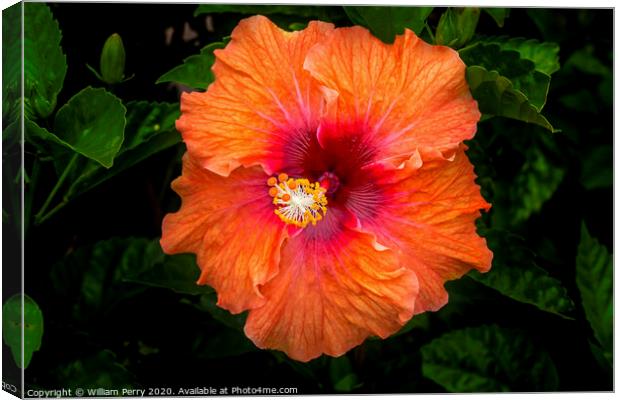 Orange Tropical Fiesta Hibiscus Flower Easter Isla Canvas Print by William Perry
