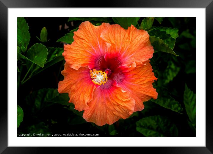 Orange Tropical Fiesta Hibiscus Flower Easter Isla Framed Mounted Print by William Perry