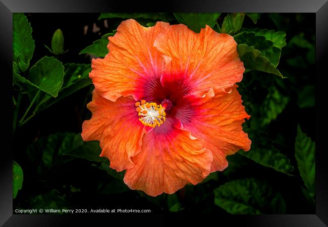 Orange Tropical Fiesta Hibiscus Flower Easter Isla Framed Print by William Perry