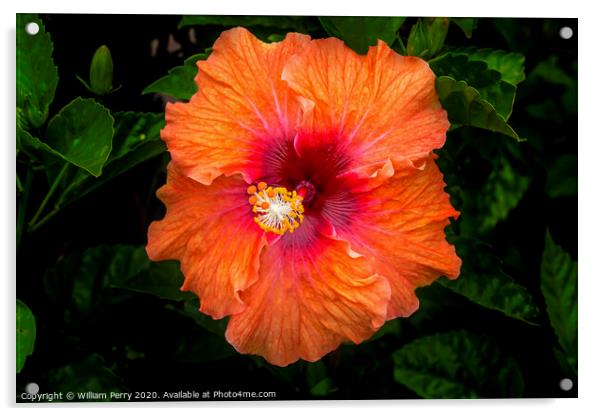 Orange Tropical Fiesta Hibiscus Flower Easter Isla Acrylic by William Perry