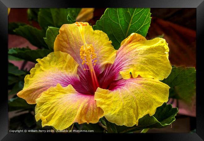 Golden Yellow Pink Tropical Hibiscus Flower Easter Island Chile Framed Print by William Perry