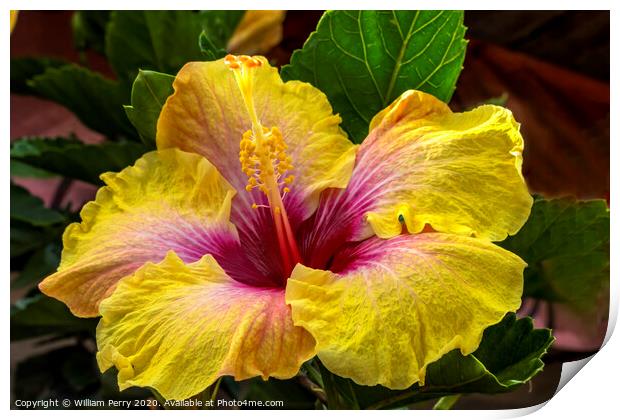 Golden Yellow Pink Tropical Hibiscus Flower Easter Island Chile Print by William Perry