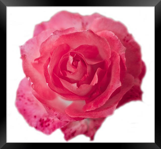 Pink Rose on White Framed Print by Dawn O'Connor