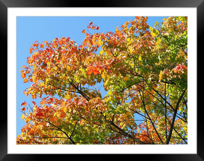 Autumn has Arrived Framed Mounted Print by Angela Cottingham