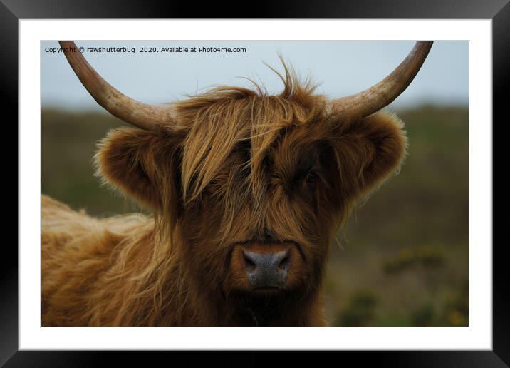 Highland Cow Face Framed Mounted Print by rawshutterbug 