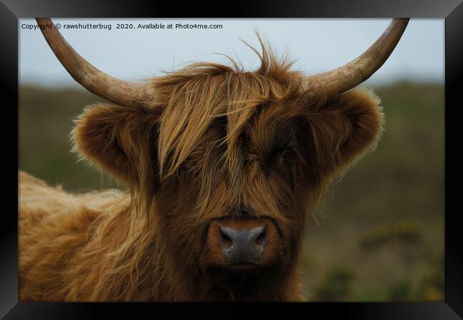 Highland Cow Face Framed Print by rawshutterbug 