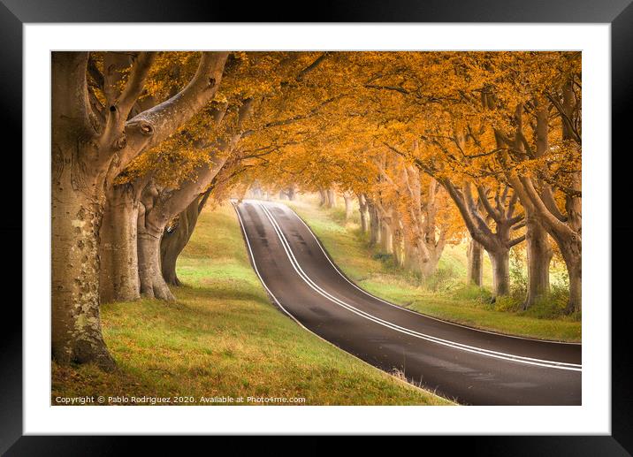 Beech Avenue Autumn Colours Framed Mounted Print by Pablo Rodriguez