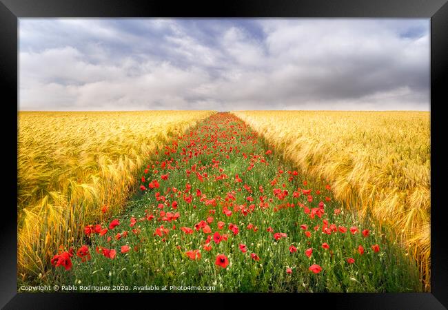 Poppies Field Framed Print by Pablo Rodriguez