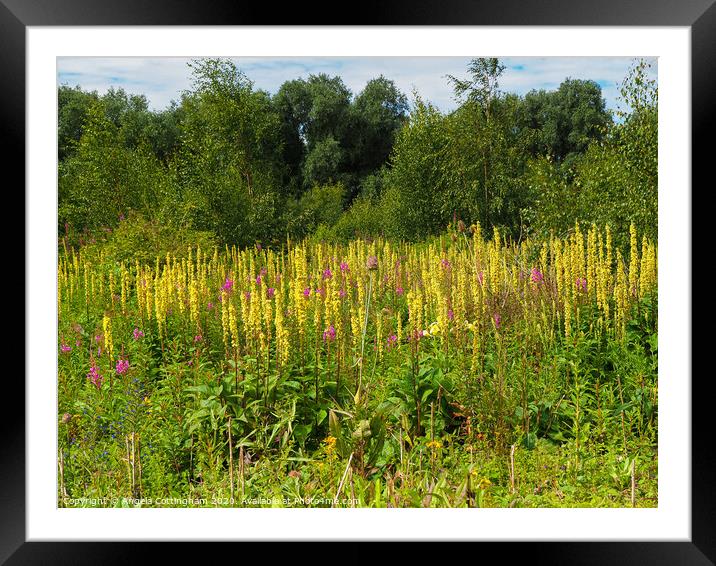 Wild Flowers at Barlow Common 1 Framed Mounted Print by Angela Cottingham